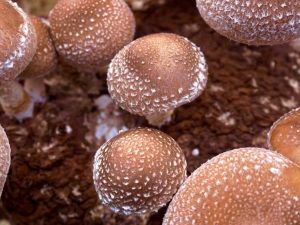 Lire la suite à propos de l’article Cultiver des champignons dans le marc de café à la maison