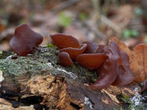 Lire la suite à propos de l’article Informations sur les champignons Wood Ear Jelly – Les champignons Wood Ear Jelly sont-ils comestibles