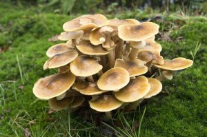 Lire la suite à propos de l’article Identification des champignons au miel – À quoi ressemblent les champignons au miel