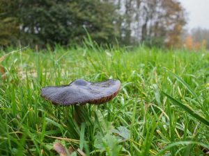 Lire la suite à propos de l’article Champignons de cerf dans la pelouse: que faire avec les champignons de cerf