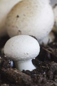 Lire la suite à propos de l’article Entretien des champignons de Paris : découvrez la culture des champignons de Paris blancs