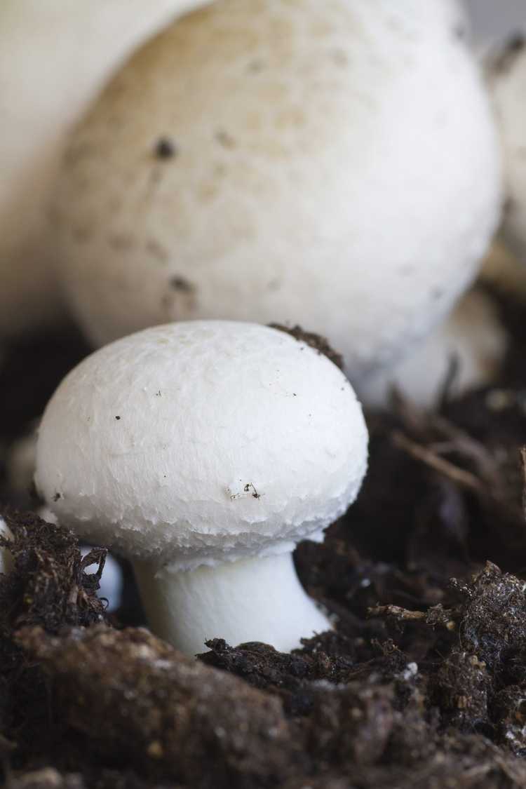 You are currently viewing Entretien des champignons de Paris : découvrez la culture des champignons de Paris blancs