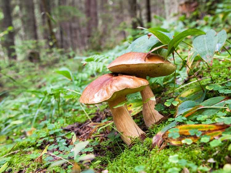 You are currently viewing Avantages environnementaux des champignons : les champignons sont-ils bons pour l'environnement