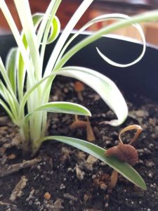 Lire la suite à propos de l’article Se débarrasser des champignons qui poussent dans le sol des plantes d'intérieur