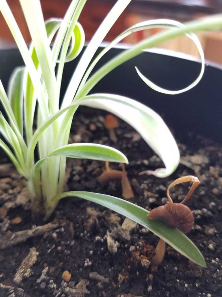 You are currently viewing Se débarrasser des champignons qui poussent dans le sol des plantes d'intérieur