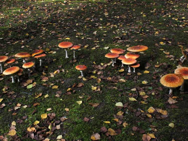 Lire la suite à propos de l’article Identification des champignons – Que sont les anneaux de fées, les champignons vénéneux et les champignons ?