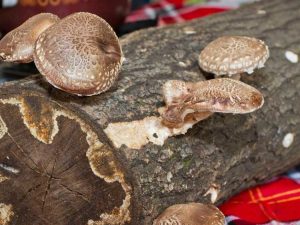 Lire la suite à propos de l’article Kit de bûches de champignons – Conseils pour faire pousser une bûche de champignons