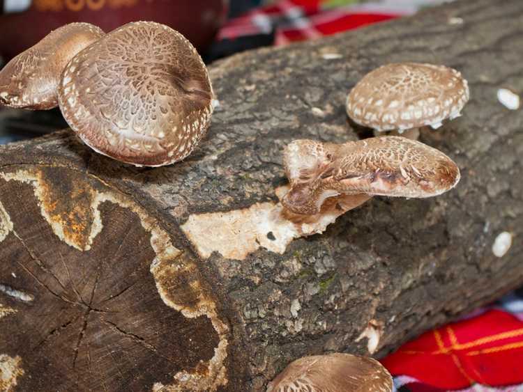 You are currently viewing Kit de bûches de champignons – Conseils pour faire pousser une bûche de champignons