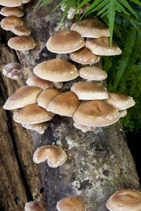 Lire la suite à propos de l’article Culture de champignons shiitake : apprenez à cultiver des champignons shiitake