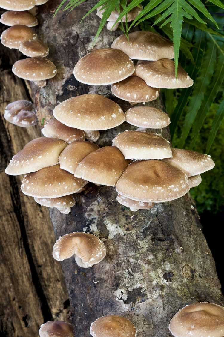 You are currently viewing Culture de champignons shiitake : apprenez à cultiver des champignons shiitake