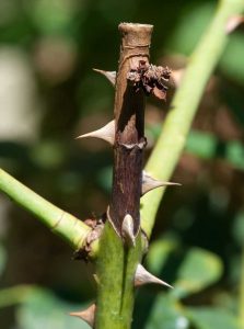 Lire la suite à propos de l’article En savoir plus sur le chancre brun des roses