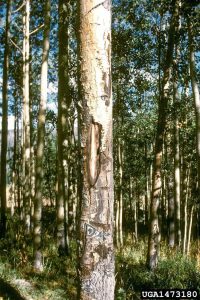 Lire la suite à propos de l’article Qu'est-ce que le chancre du Cenangium : gérer le chancre de l'écorce fuligineuse sur les arbres