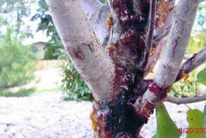 Lire la suite à propos de l’article Qu'est-ce que le chancre de Leucostoma – Comment traiter le chancre sur les arbres fruitiers du jardin