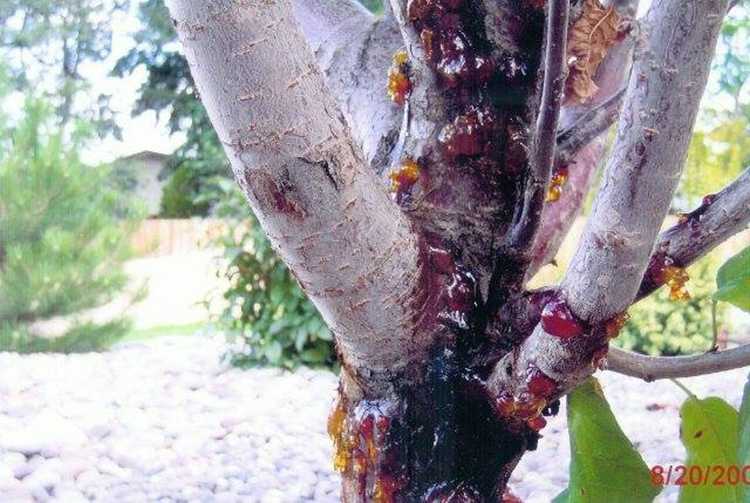 You are currently viewing Qu'est-ce que le chancre de Leucostoma – Comment traiter le chancre sur les arbres fruitiers du jardin