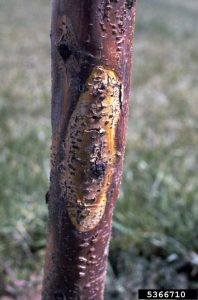 Lire la suite à propos de l’article Chancres sur les arbres : comment traiter les chancres dans un arbre