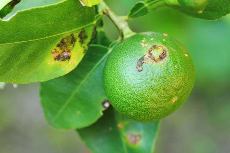 You are currently viewing Qu'est-ce que le chancre des agrumes – Comment traiter les symptômes du chancre des agrumes