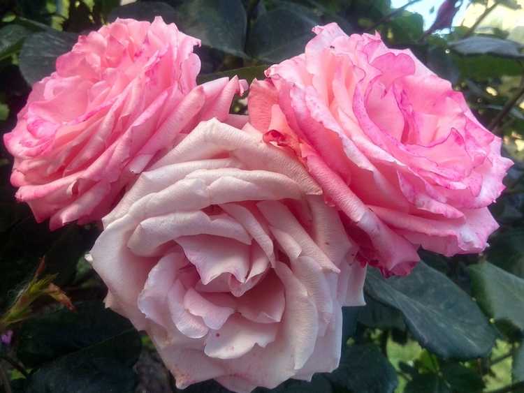 You are currently viewing Changer la couleur des roses – Pourquoi les roses changent-elles de couleur dans le jardin