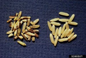 Lire la suite à propos de l’article Charbon des grains de riz : comment traiter le charbon des grains de riz