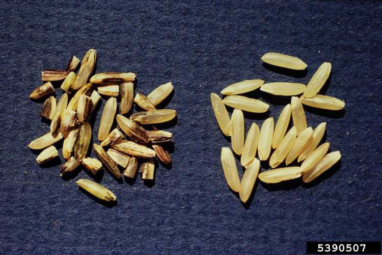 You are currently viewing Charbon des grains de riz : comment traiter le charbon des grains de riz