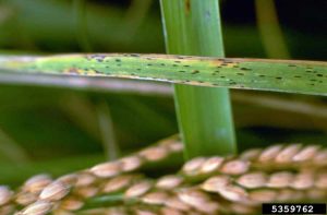 Lire la suite à propos de l’article Informations sur le charbon foliaire du riz – Comment traiter le charbon foliaire des cultures de riz