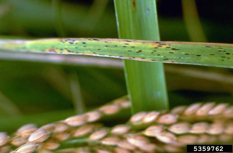 You are currently viewing Informations sur le charbon foliaire du riz – Comment traiter le charbon foliaire des cultures de riz