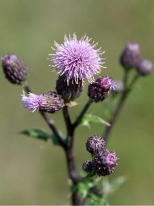 Lire la suite à propos de l’article Contrôle du chardon des champs – Identification et contrôle du chardon des champs