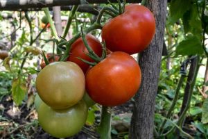 Lire la suite à propos de l’article Informations Sunchaser : Cultiver des tomates Sunchaser dans le jardin