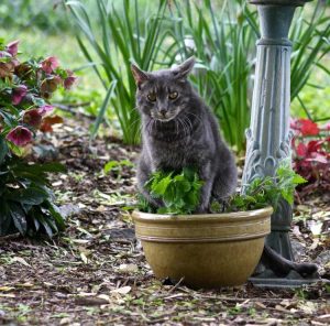 Lire la suite à propos de l’article Les chats sont-ils attirés par l’herbe à chat – Protéger votre herbe à chat des chats