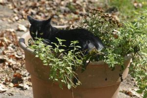 Lire la suite à propos de l’article Planter de l'herbe à chat dans un pot – Comment faire pousser de l'herbe à chat dans des conteneurs