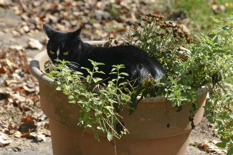 You are currently viewing Planter de l'herbe à chat dans un pot – Comment faire pousser de l'herbe à chat dans des conteneurs