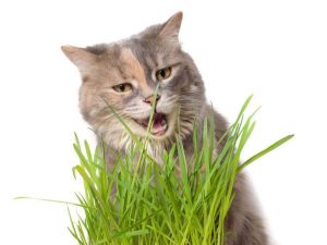 Lire la suite à propos de l’article Qu’est-ce que l’herbe à chat – Cultiver de l’herbe pour le plaisir des chats