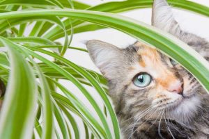 Lire la suite à propos de l’article Plantes araignées et chats : pourquoi les chats mangent-ils des feuilles de plantes araignées et cela peut-il être nocif ?