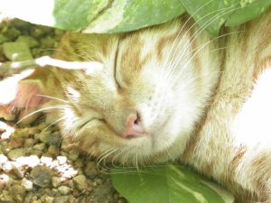 Lire la suite à propos de l’article Idées de jardins adaptés aux chats : conseils pour créer un jardin adapté aux chats