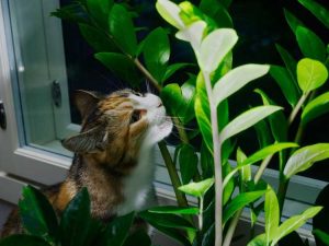 Lire la suite à propos de l’article Plantes d'intérieur que les chats évitent : plantes d'intérieur que les chats ne mâchent pas