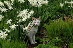 Lire la suite à propos de l’article Répulsif pour chats : comment garder les chats hors de la cour