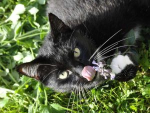 Lire la suite à propos de l’article Planter de l'herbe à chat pour les chats : comment faire pousser de l'herbe à chat pour les chats