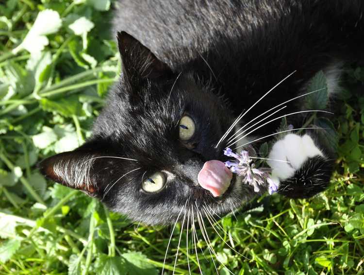 You are currently viewing Planter de l'herbe à chat pour les chats : comment faire pousser de l'herbe à chat pour les chats