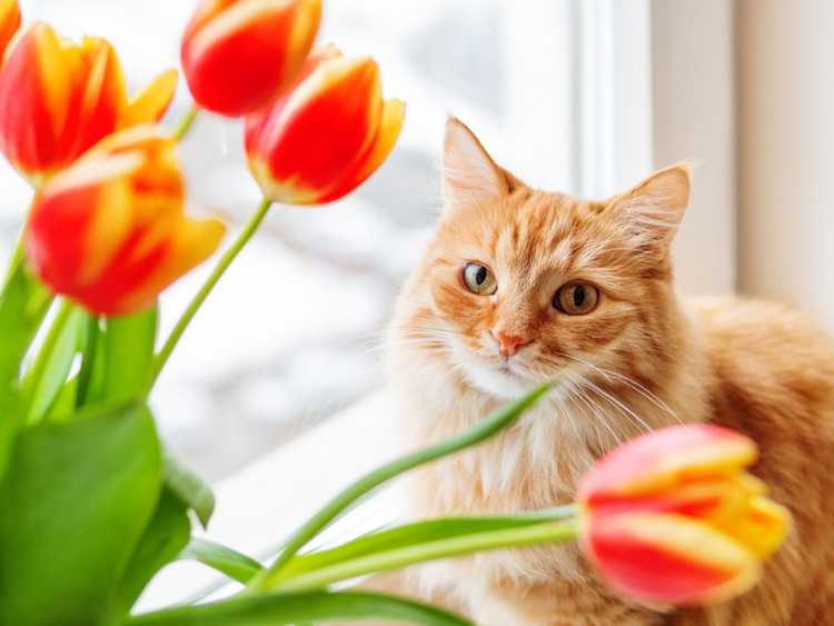 Lire la suite à propos de l’article Mélanger des fleurs coupées et des chats : choisir des bouquets de fleurs que les chats ne mangeront pas