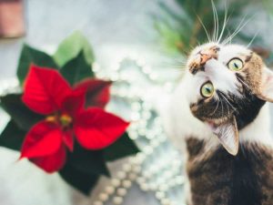 Lire la suite à propos de l’article Toxicité des poinsettias : les plantes de poinsettia sont-elles toxiques