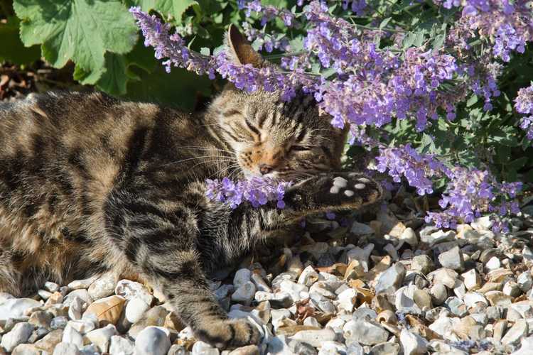 Lire la suite à propos de l’article Soins d’hiver à l’herbe à chat – L’herbe à chat est-elle résistante à l’hiver