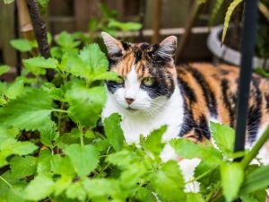 Lire la suite à propos de l’article Planter de l'herbe à chat – Comment faire pousser de l'herbe à chat