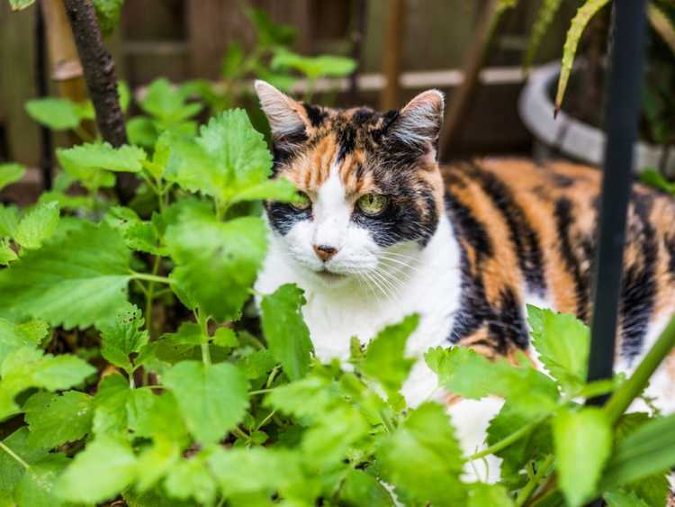 You are currently viewing Planter de l'herbe à chat – Comment faire pousser de l'herbe à chat