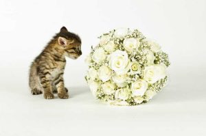 Lire la suite à propos de l’article L'haleine de bébé est-elle mauvaise pour les chats : informations sur l'empoisonnement à la gypsophile chez les chats