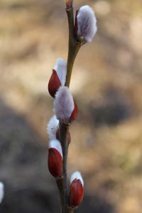 Lire la suite à propos de l’article Chatons de saule: comment obtenir des chatons sur les saules