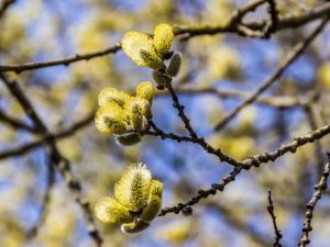 Lire la suite à propos de l’article Comment tailler les saules et quand tailler un saule