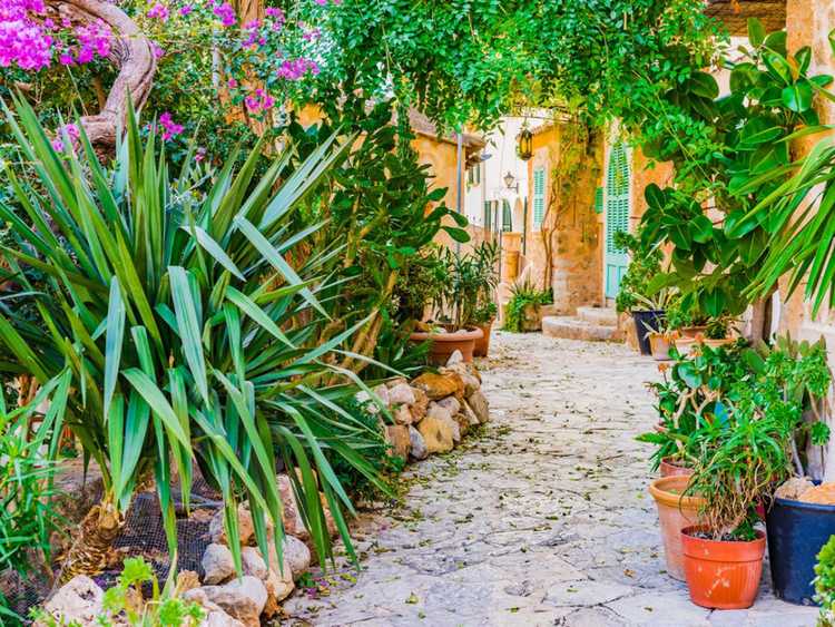Lire la suite à propos de l’article Créer un jardin de style méditerranéen