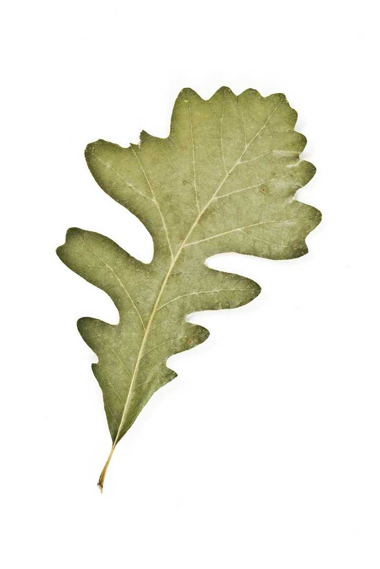 Bur-Eiche - Quercus Macrocarpa