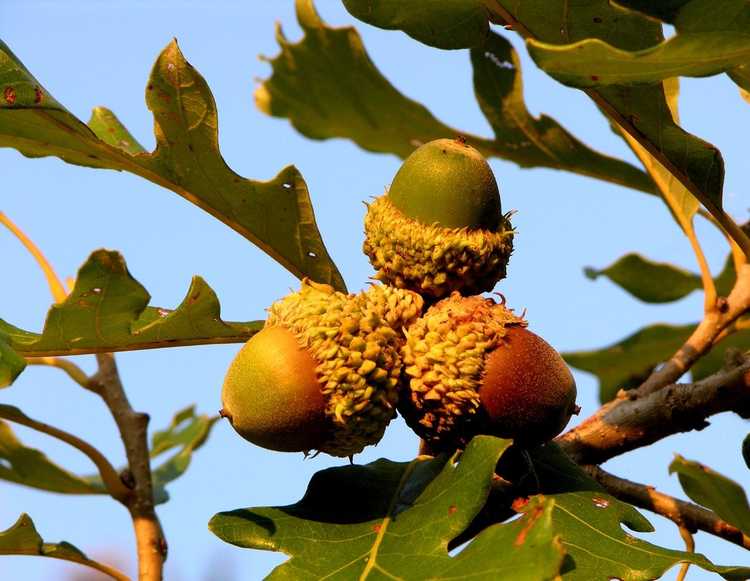 You are currently viewing Qu'est-ce qu'un chêne à gros fruits : en savoir plus sur l'entretien du chêne à gros fruits dans les paysages