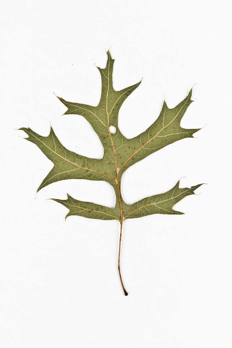 Dos Chêne des Pins - Quercus palustris