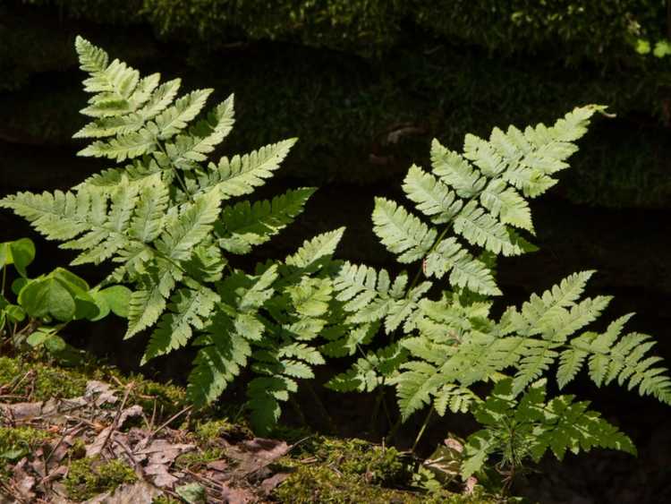 You are currently viewing Informations sur la fougère de chêne : Comment prendre soin des plantes de fougère de chêne